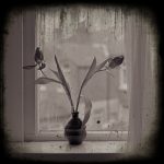 Tulips by Window - Fine Art Flower Photographs by Christopher John Ball - Photographer & Writer