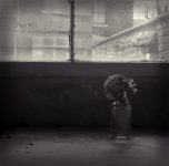 Memory - Fine Art Flower Photographs by Christopher John Ball - Photographer & Writer