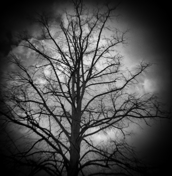 Diana photograph of Tree at Cockfosters, London - 5 by Christopher John Ball - Photographer & Writer Diana photograph of Tree at Cockfosters, London - 5 by Christopher John Ball - Photographer & Writer