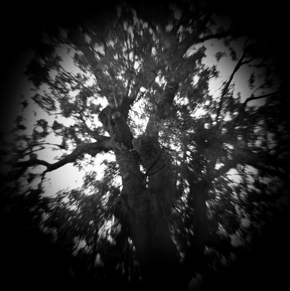Diana photograph of Tree at Crystal Palace, London - 2 by Christopher John Ball - Photographer & Writer Diana photograph of Tree at Crystal Palace, London - 2 by Christopher John Ball - Photographer & Writer
