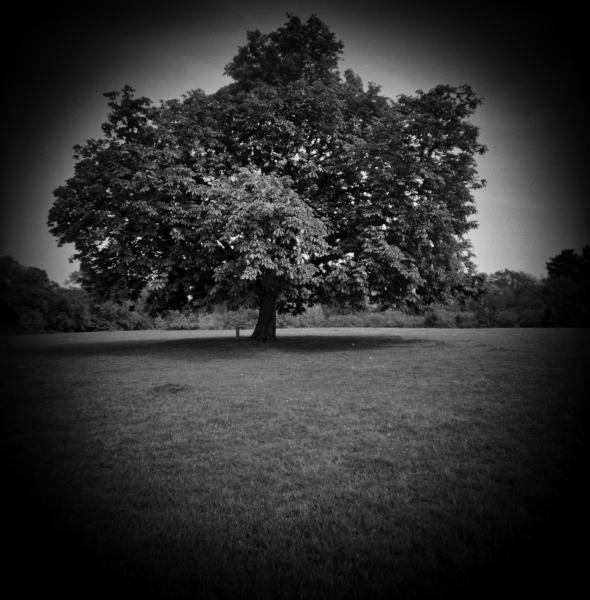 Diana photograph of Tree at Cockfosters, London - 2 by Christopher John Ball - Photographer & Writer Diana photograph of Tree at Cockfosters, London - 2 by Christopher John Ball - Photographer & Writer