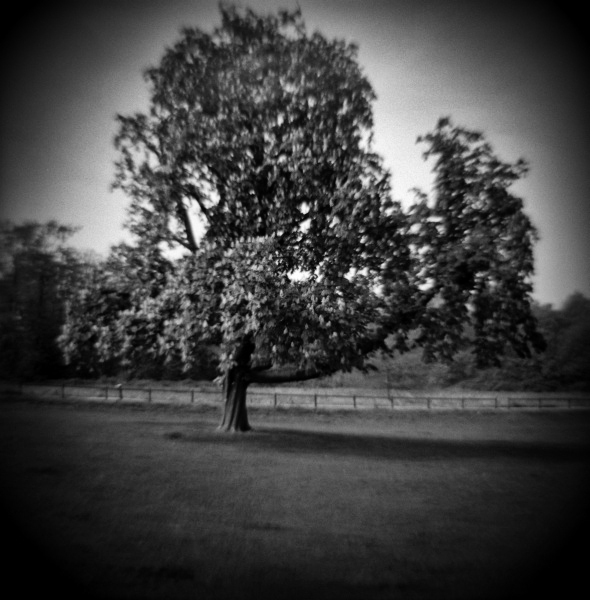 Diana photograph of Tree at Cockfosters, London - 3 by Christopher John Ball - Photographer & Writer Diana photograph of Tree at Cockfosters, London - 3 by Christopher John Ball - Photographer & Writer