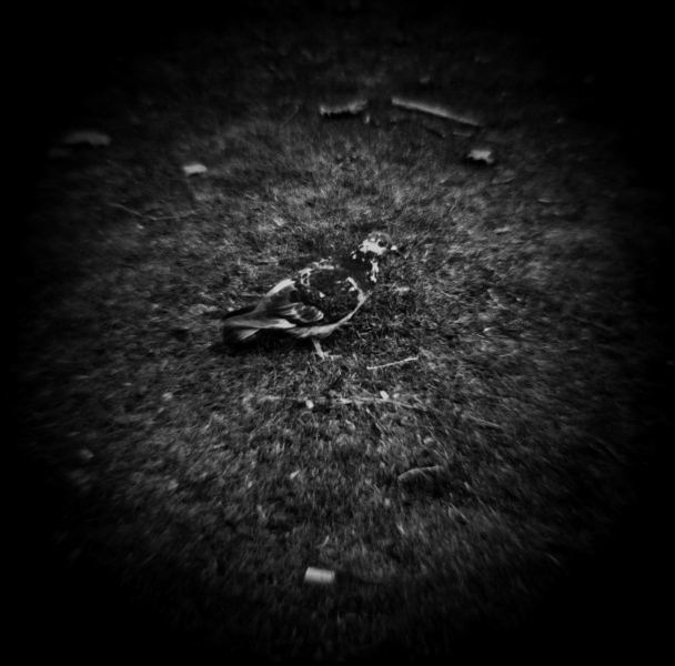 Holga Series 'In Dreams...' - 2 by Christopher John Ball - Photographer & Writer Holga Series 'In Dreams...' - 2 by Christopher John Ball - Photographer & Writer
