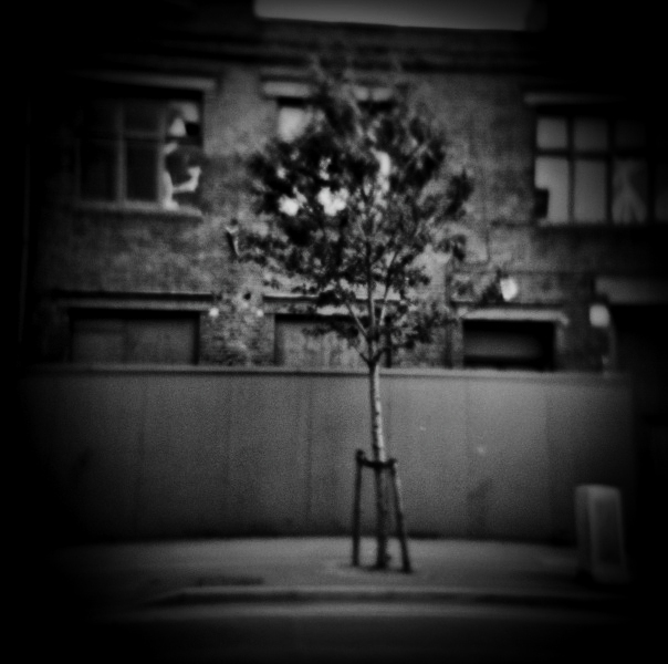 Pin Hole Photograph of Tree at Kings Cross, London by Christopher John Ball - Photographer & Writer Pin Hole Photograph of Tree at Kings Cross, London by Christopher John Ball - Photographer & Writer