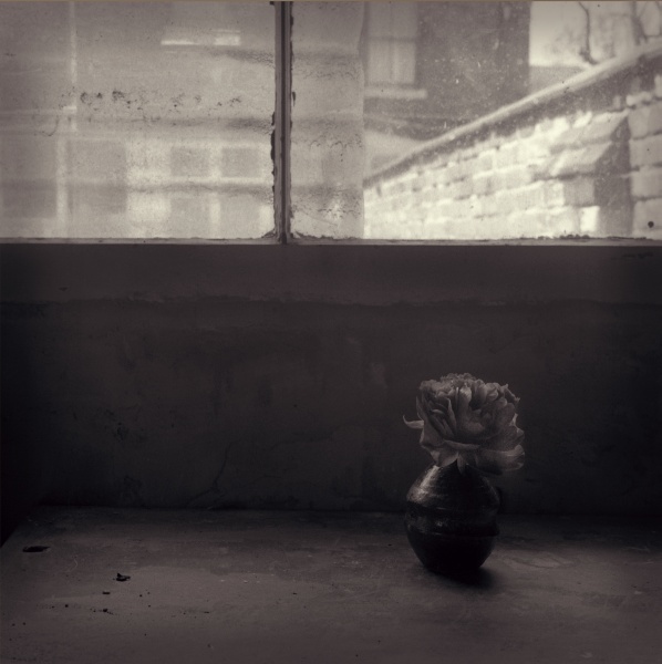 Memory - 3 Fine Art Flower Photographs by Christopher John Ball - Photographer & Writer