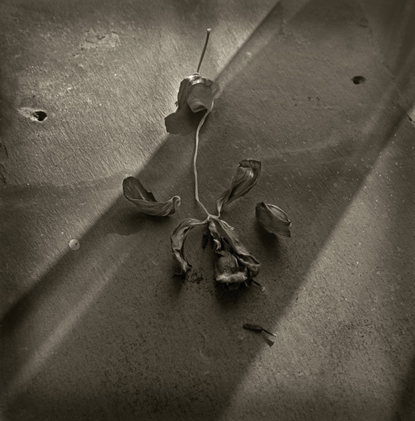 Consolation - 5 - Fine Art Flower Photographs by Christopher John Ball - Photographer & Writer